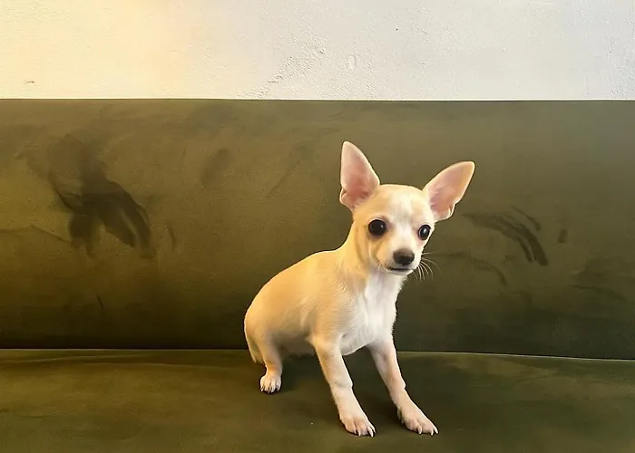 Bookinn Vilnius' Old Town